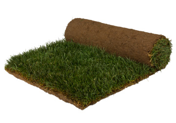 GHG Eco Solutions: Camel Grass